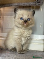 Ragdoll cats - Advert 13
