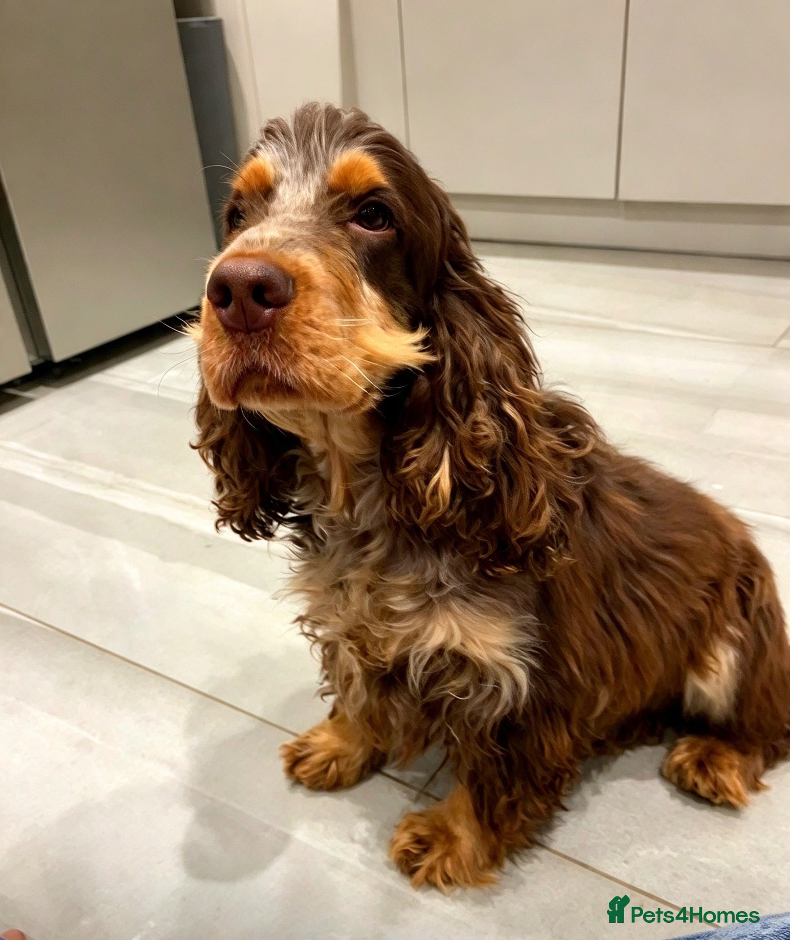 Cocker Spaniel dogs *KC REG show cocker spaniels  - Advert 2