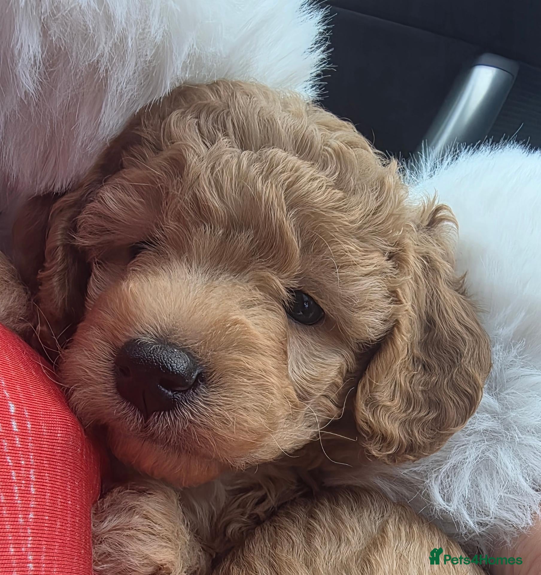 Cockapoo dogs 🌟🌟 5 star homes required 🌟 🌟  - Advert 2