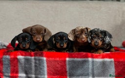 Miniature Dachshund dogs for sale: STUNNING DACHSUND PUPPIES  - Image 10