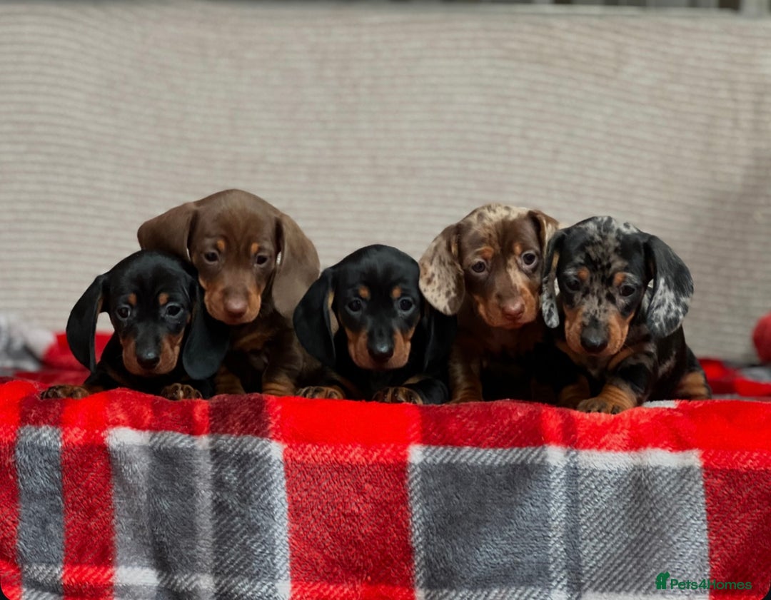 Miniature Dachshund dogs for sale: STUNNING DACHSUND PUPPIES  - Image 10