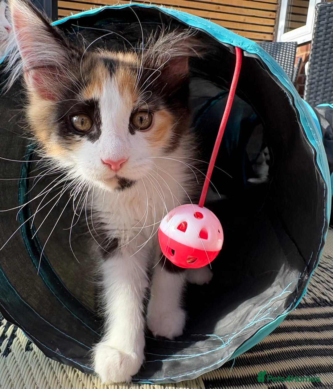 Maine Coon cats for sale: Maine Coon Kittens ❤️ GCCF and TICA registered  - Image 2