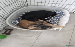 Mixed Breed dogs for sale: 2 loving/energetic pups for rehoming together  - Advert 4