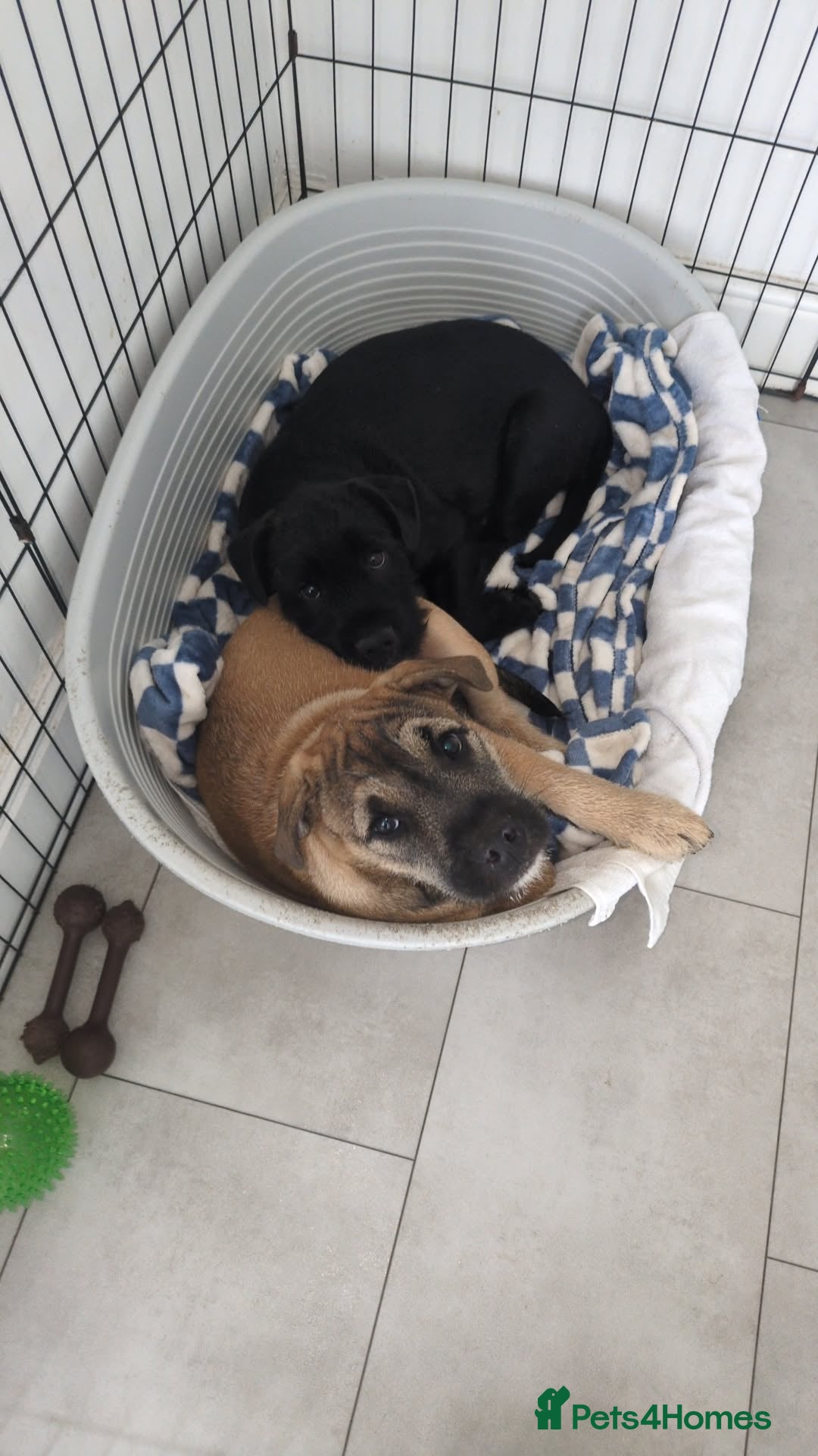 Mixed Breed dogs for sale: 2 loving/energetic pups for rehoming together  - Advert 4