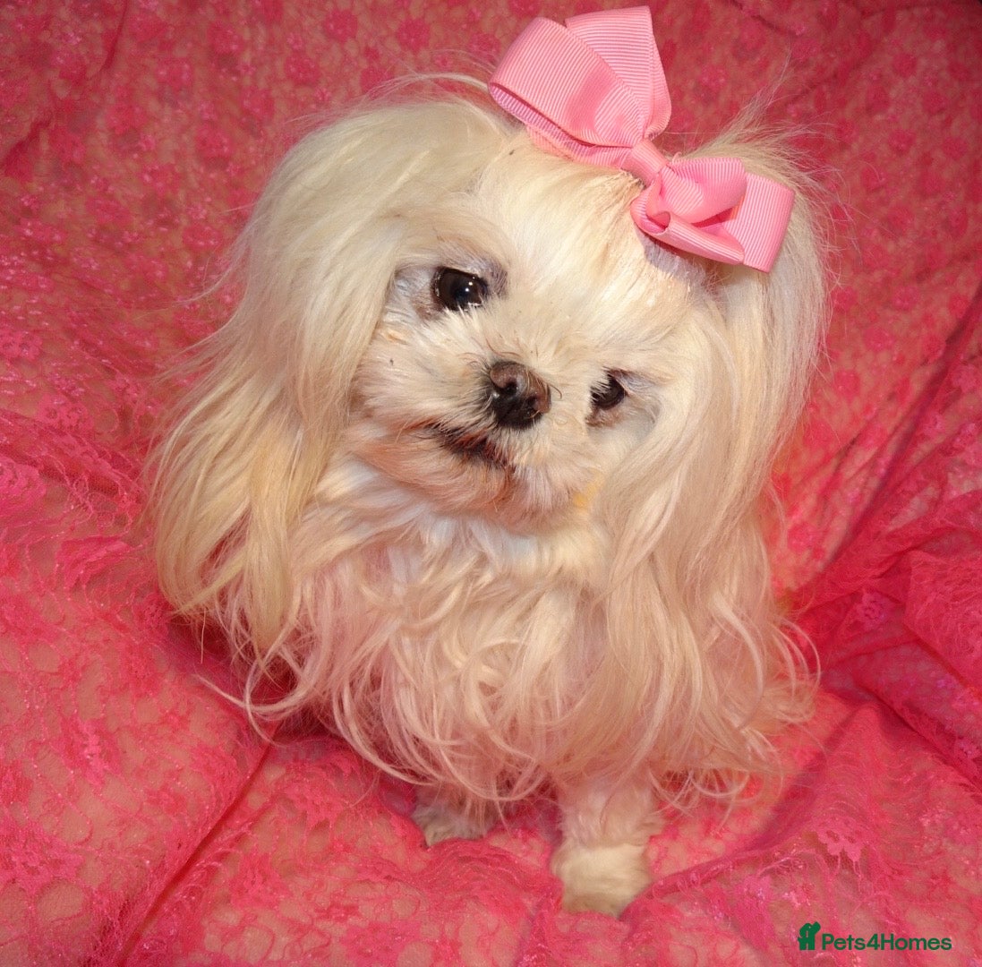 Maltese dogs Babydoll KC Registered Korean Maltese Adult Girl - Advert 16