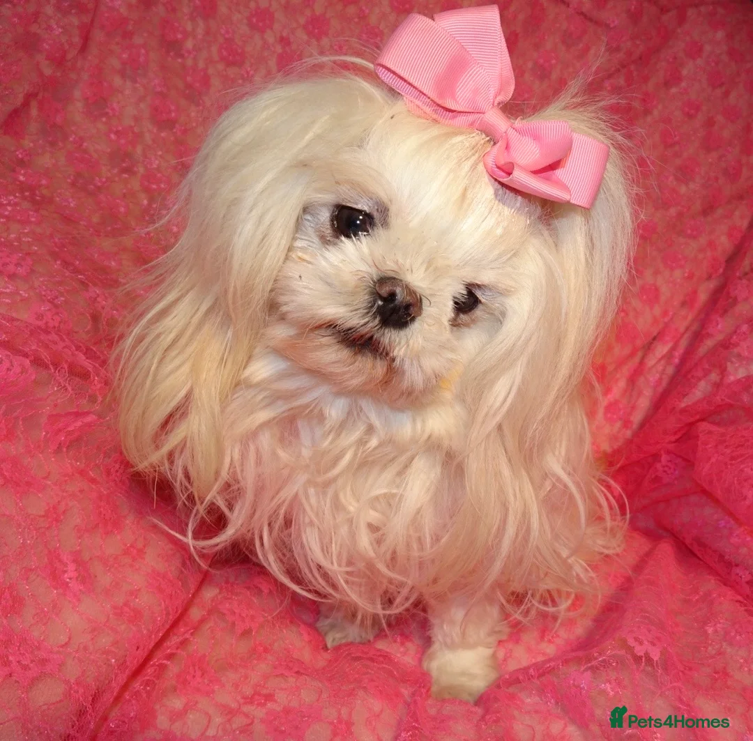 Maltese dogs for sale: Babydoll KC Registered Korean Maltese Adult Girl in Bishop Auckland - Advert 1