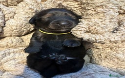 Dachshund dogs for sale: 5 beautiful long-haired Dachshunds pupps - Image 1