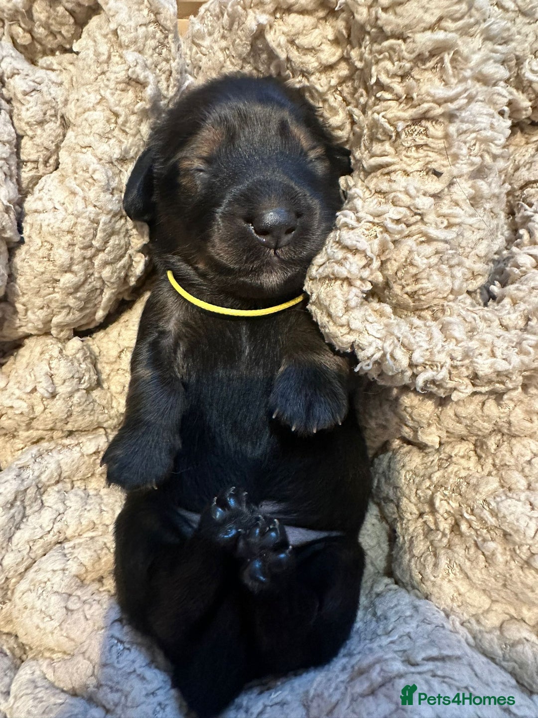 Dachshund dogs for sale: 5 beautiful long-haired Dachshunds pupps - Image 1
