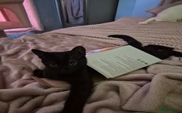 Domestic Shorthair cats for sale: Black kitten - Image 2