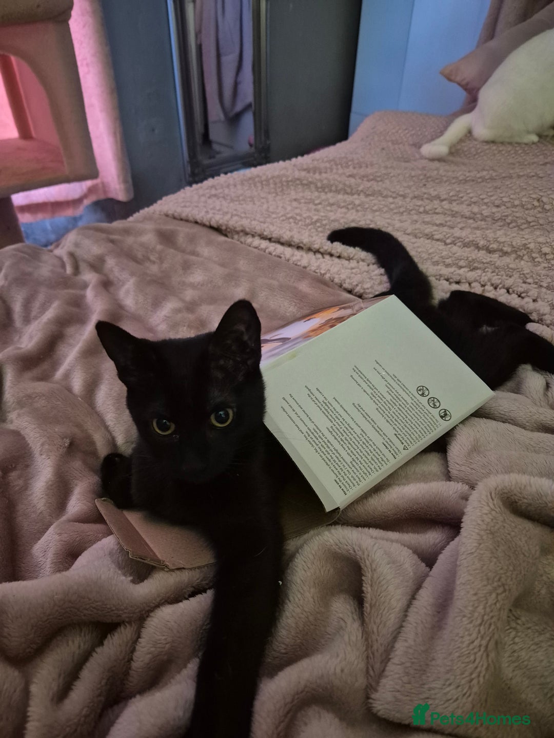 Domestic Shorthair cats for sale: Black kitten - Image 2