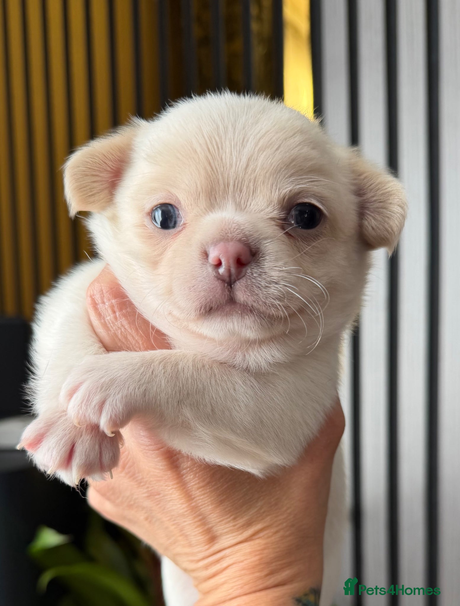 Chihuahua dogs Kc 3 boys Beautiful chihuahua puppies - Advert 5