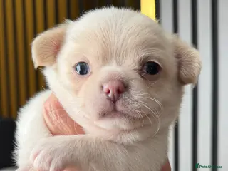 Chihuahua dogs Kc 3 boys Beautiful chihuahua puppies - Advert 5