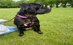 Cane Corso dogs for sale: Denver - Image 7