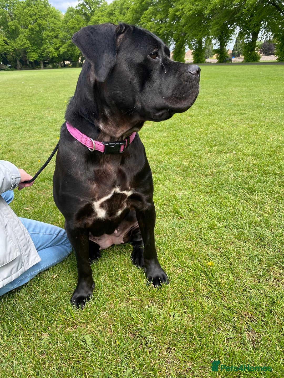 Cane Corso dogs for sale: Denver - Image 7