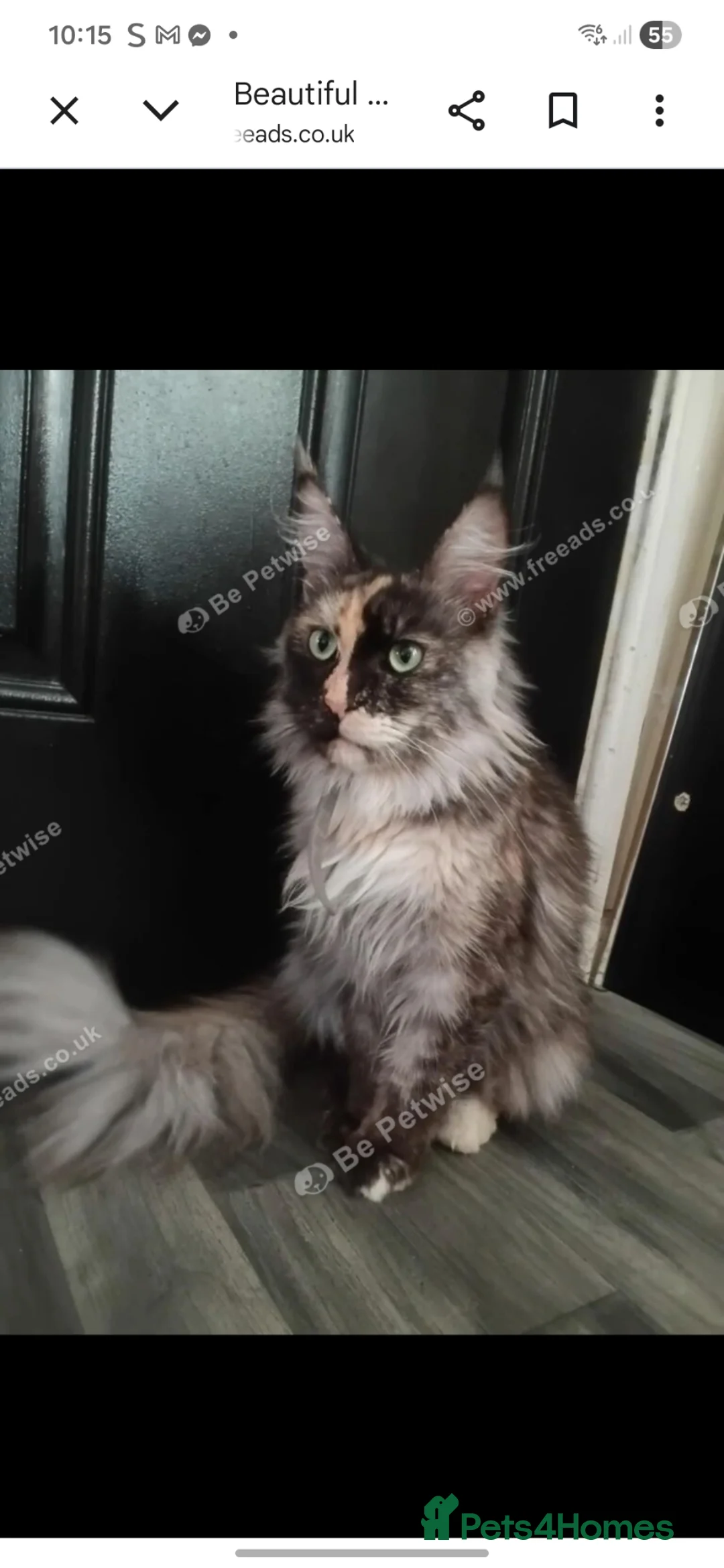 Maine Coon cats for sale: Stunning blue smoke mainecoon  - Advert 2