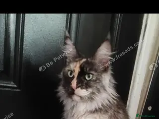 Maine Coon cats Stunning blue smoke mainecoon - Advert 2