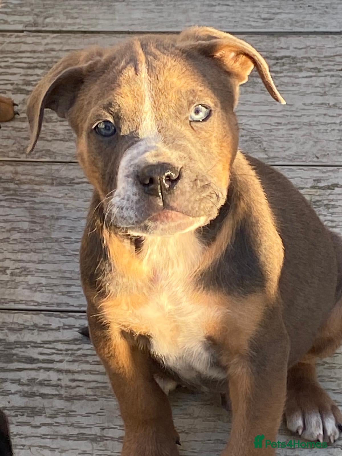 Mixed Breed dogs Cane corso x pocket bully - Advert 17