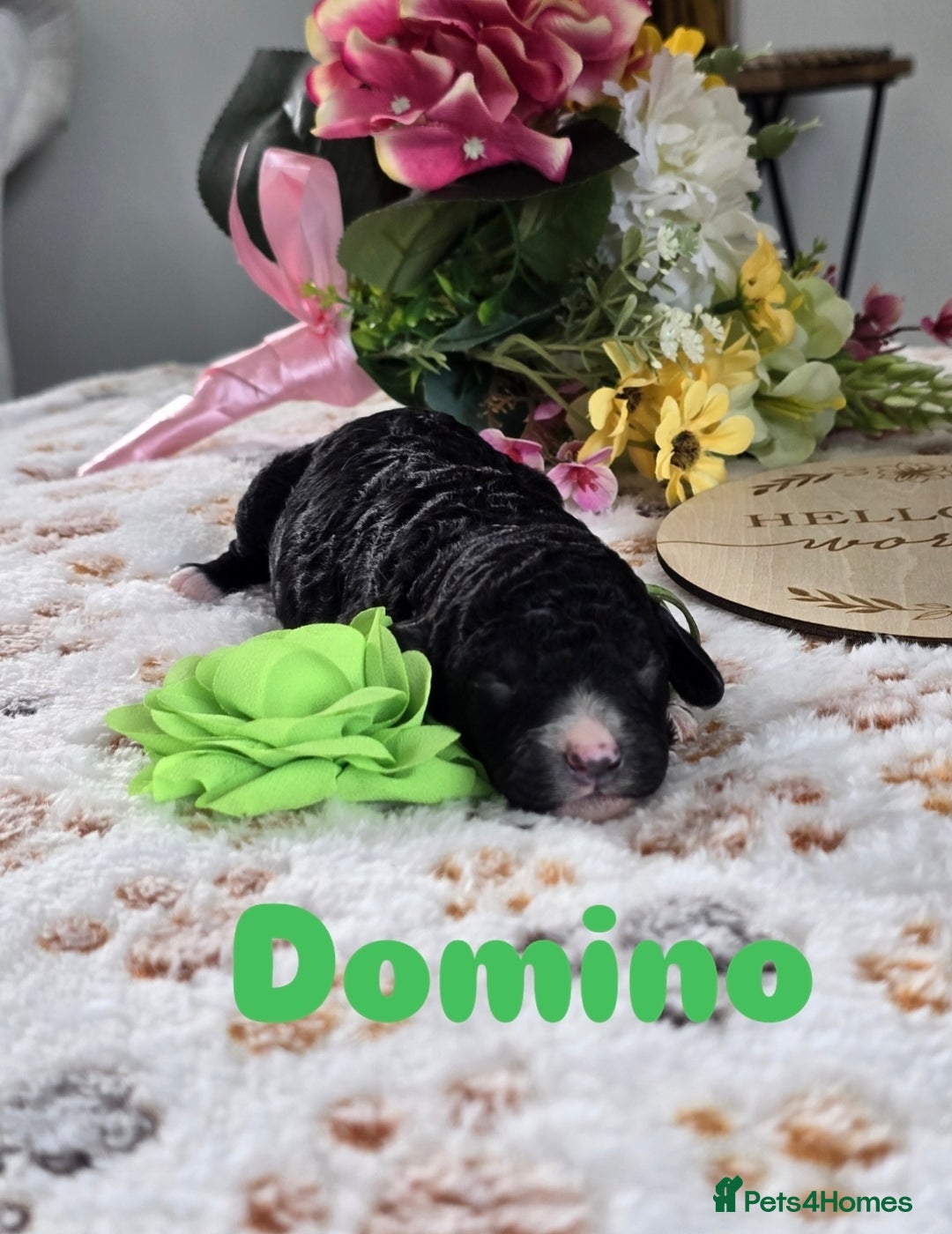 Cavapoo dogs for sale: Cavapoo F1B pups licensed Breeder/health tested  - Image 9