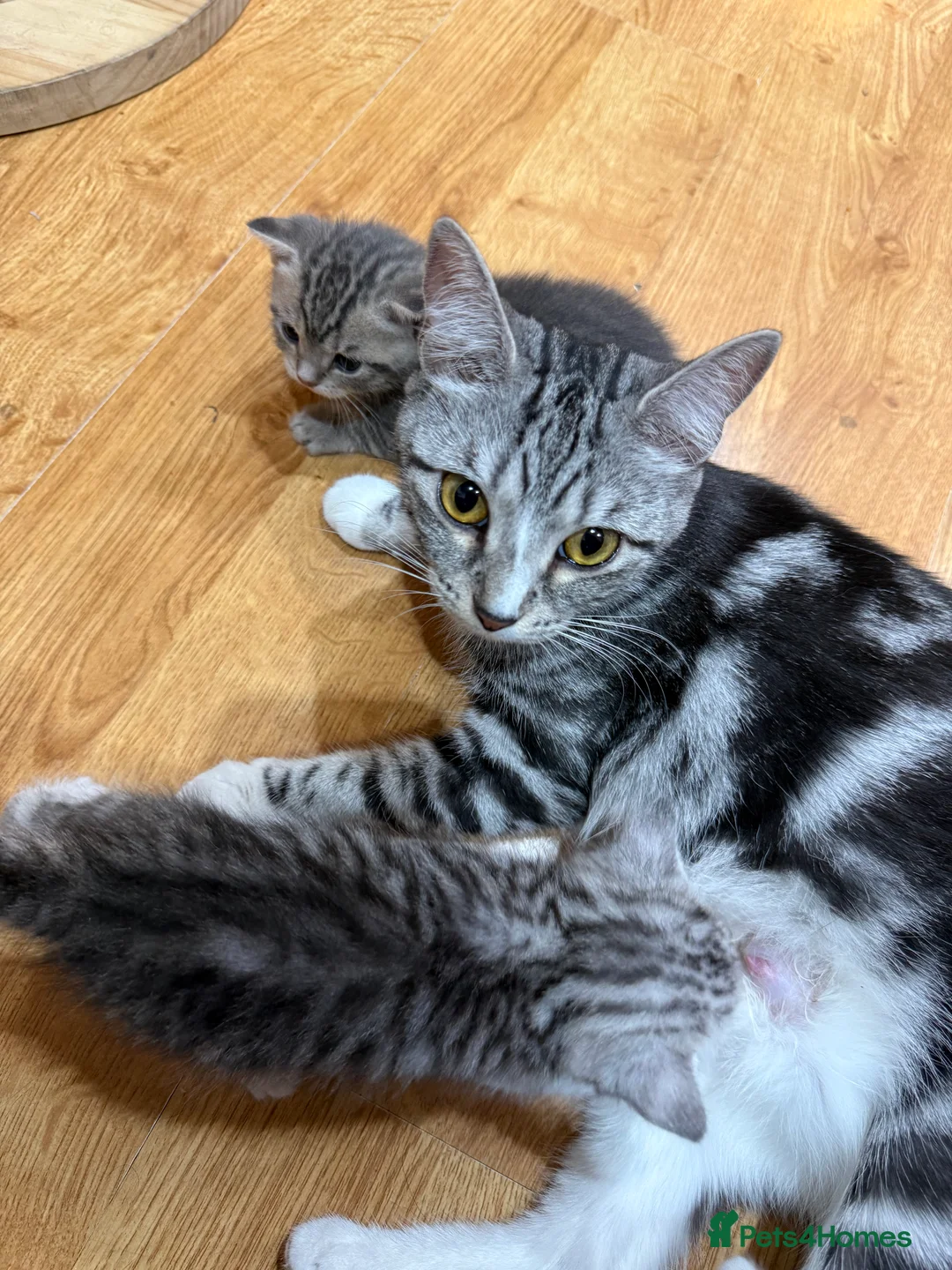 Scottish Fold cats for sale: 🐾 Scottish Fold Kittens | Reserve Now 🐾 in London - Advert 2