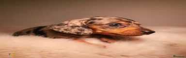 Miniature Dachshund 4