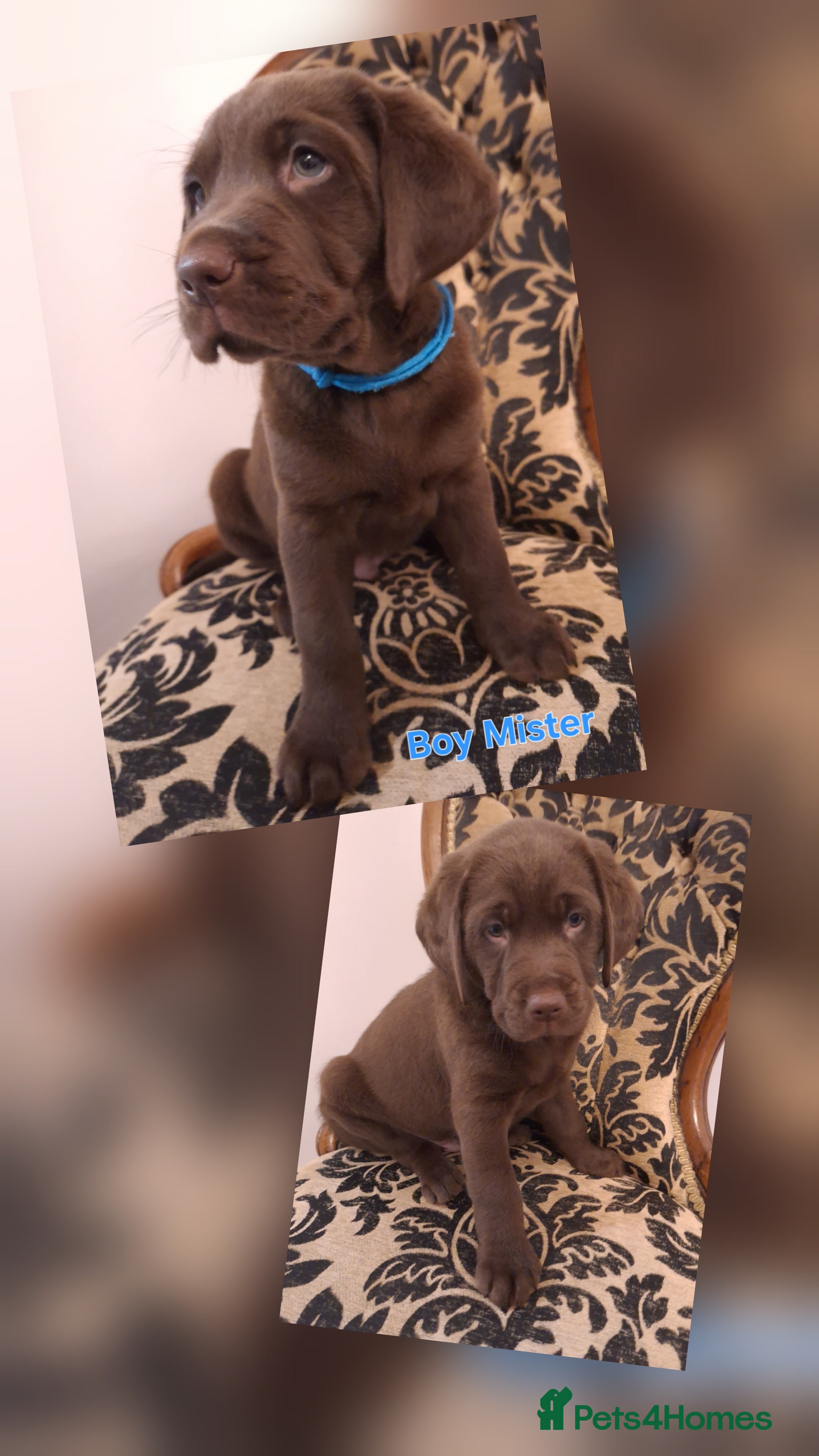 Labrador Retriever dogs 1 chocolate boy left !!! - Advert 6