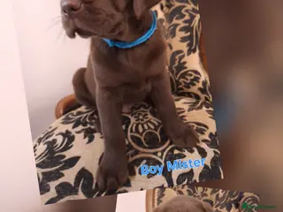 Labrador Retriever dogs 1 chocolate boy left !!! - Advert 6