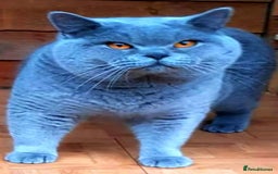 British Shorthair cats for sale: Pedigree British BSH girl for sale. Last one! - Image 4