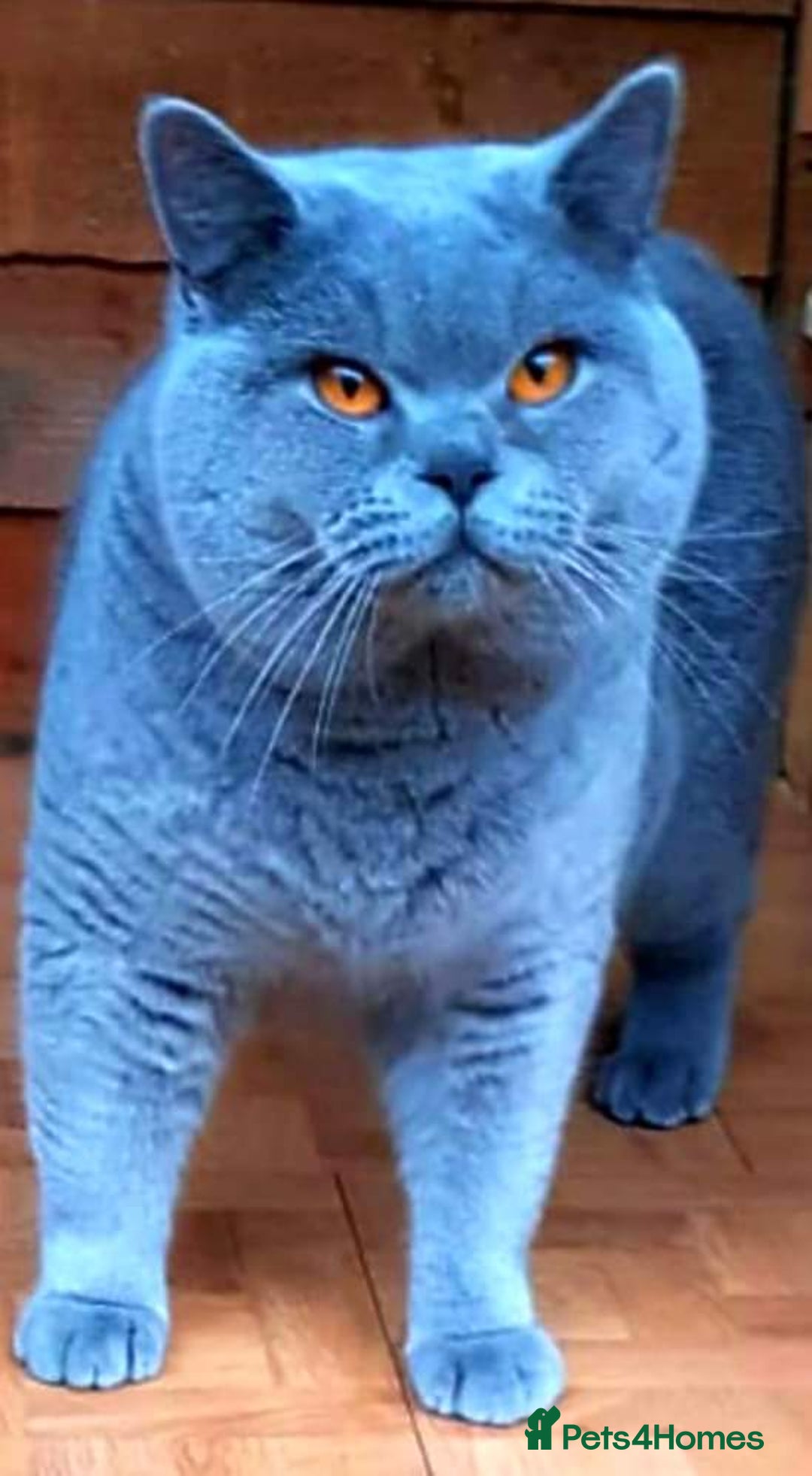 British Shorthair cats for sale: Pedigree British BSH girl for sale. Last one! - Image 4