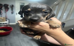 Dachshund dogs for sale: Beautiful litter of dachshund babies  - Image 5