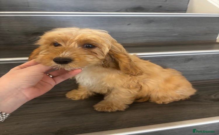 Cockapoo dogs - Advert 2