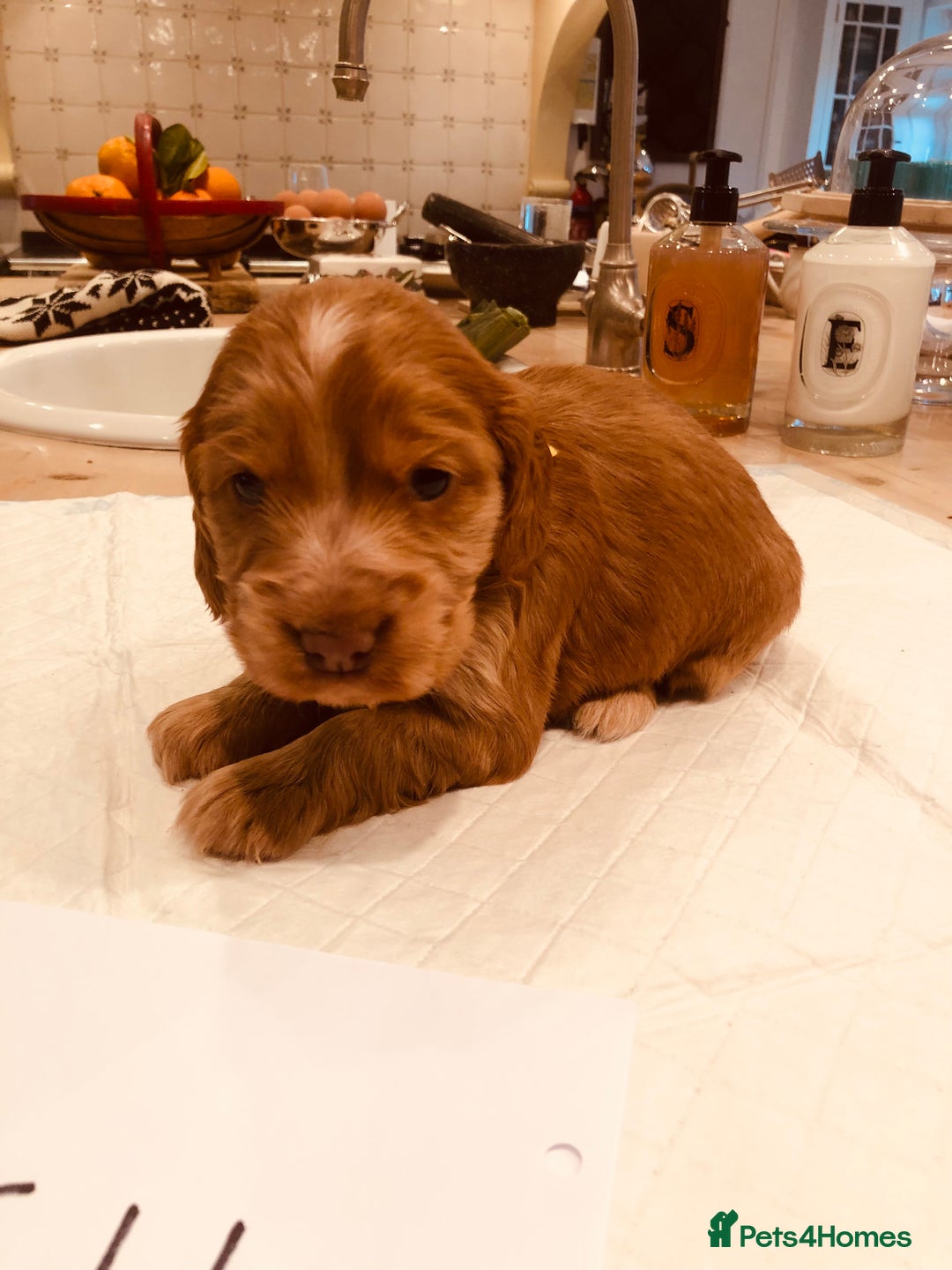 Cocker Spaniel dogs for sale: GORGEOUS COCKER SPANIEL PUPPIES - Advert 10