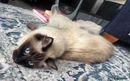 Ragdoll cats for sale: Ragdoll - Pedigree  - Image 7