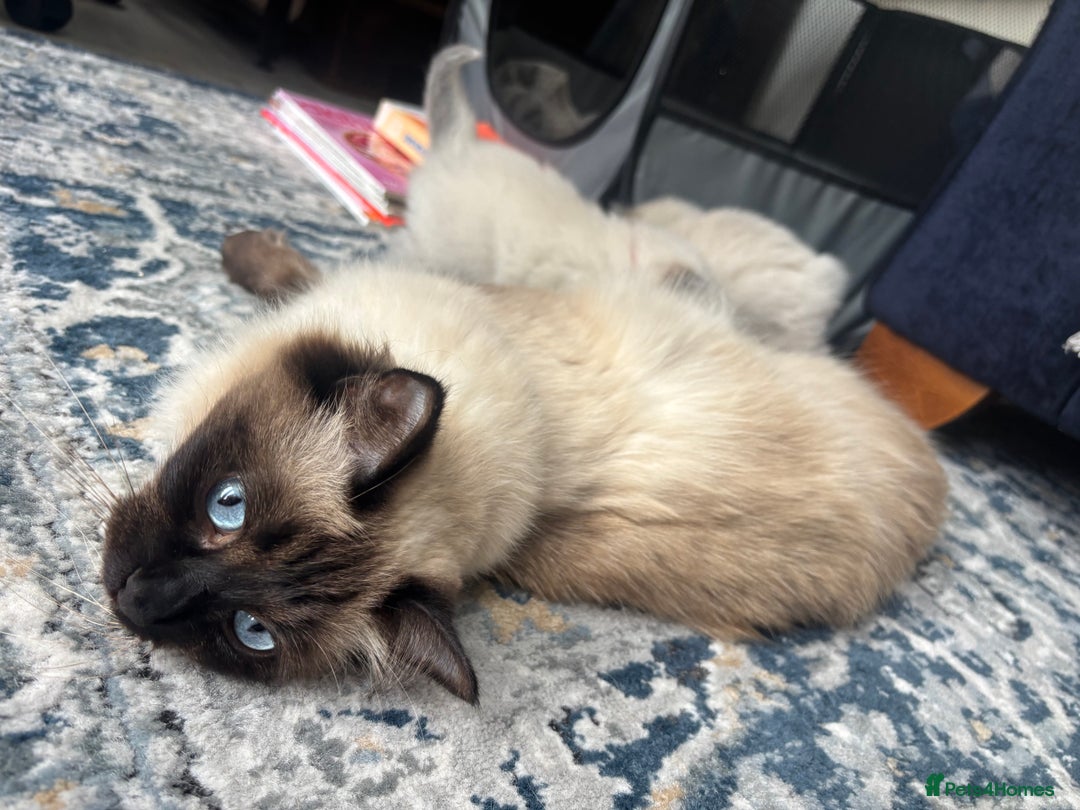 Ragdoll cats for sale: Ragdoll - Pedigree  - Image 7