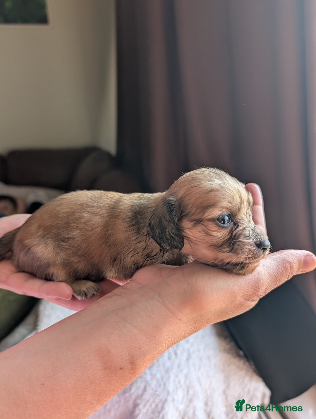 Miniature Dachshund dogs for sale: KC LONGHAIRED MINIATURE DACHSHUNDS  - Image 11