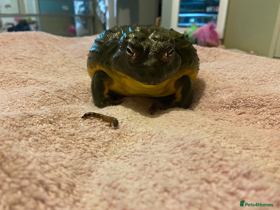 Frog reptiles for sale: Pair of Giant African Bullfrogs with Setup  - Image 10