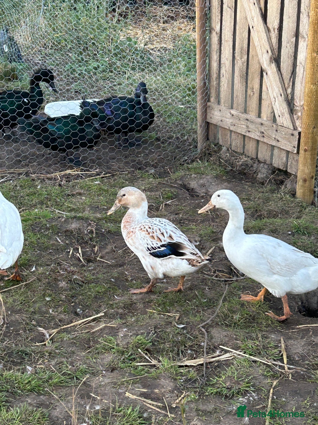 Mixed Breed poultry for sale: Selection of Poultry Available (See description) - Image 2