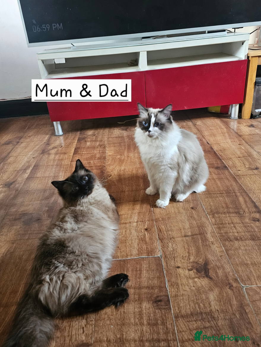 Ragdoll cats for sale: Beautiful Ragdoll Kittens  - Advert 16