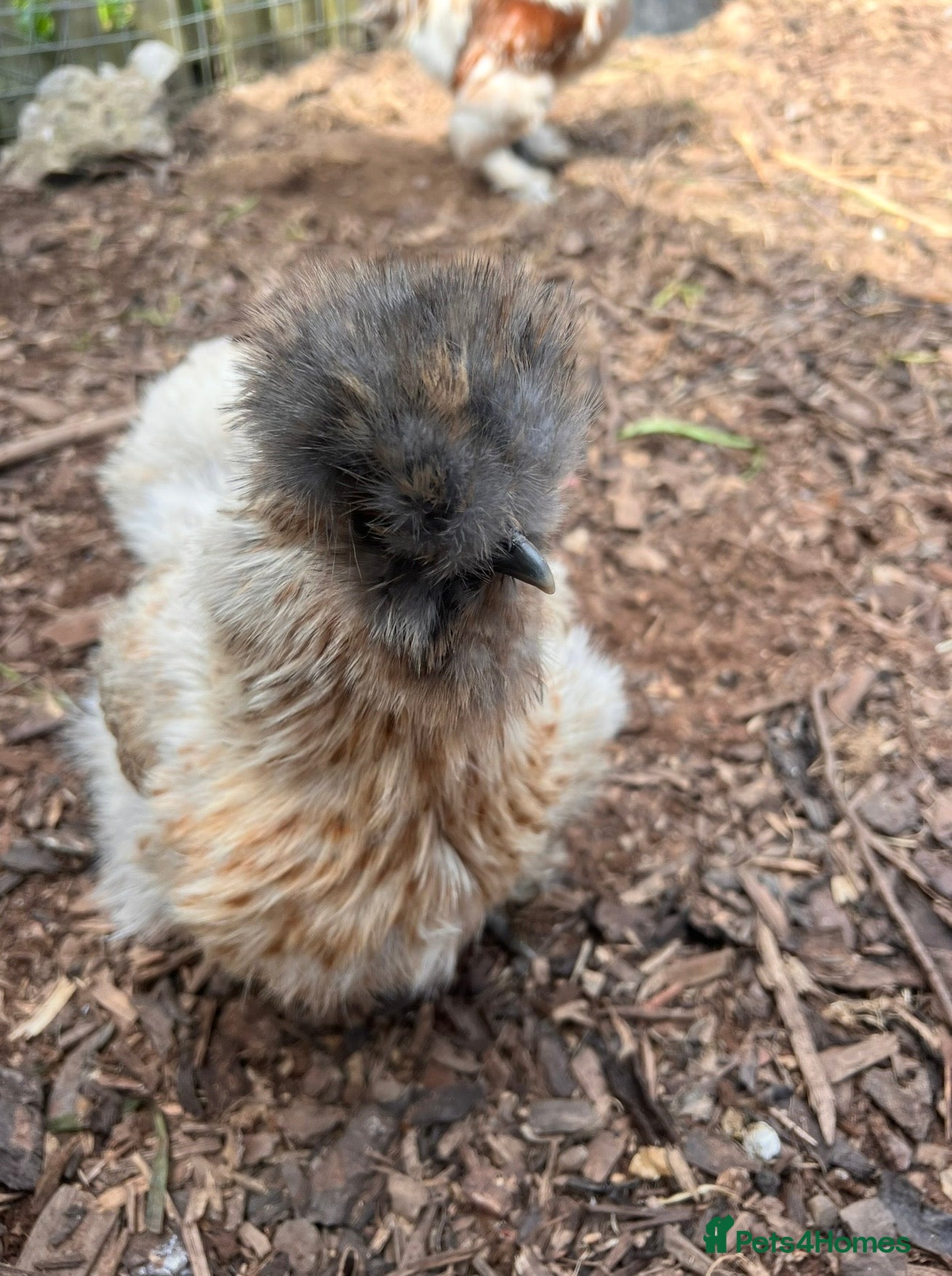 Chickens poultry Silkies  - Advert 1