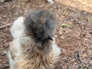 Chickens poultry Silkies - Advert 1