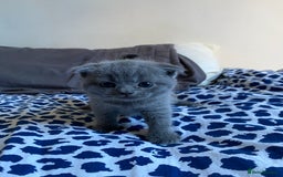 Scottish Fold cats for sale: Scottish Fold kittens for sale 3 Girls 2 Boys  - Advert 17