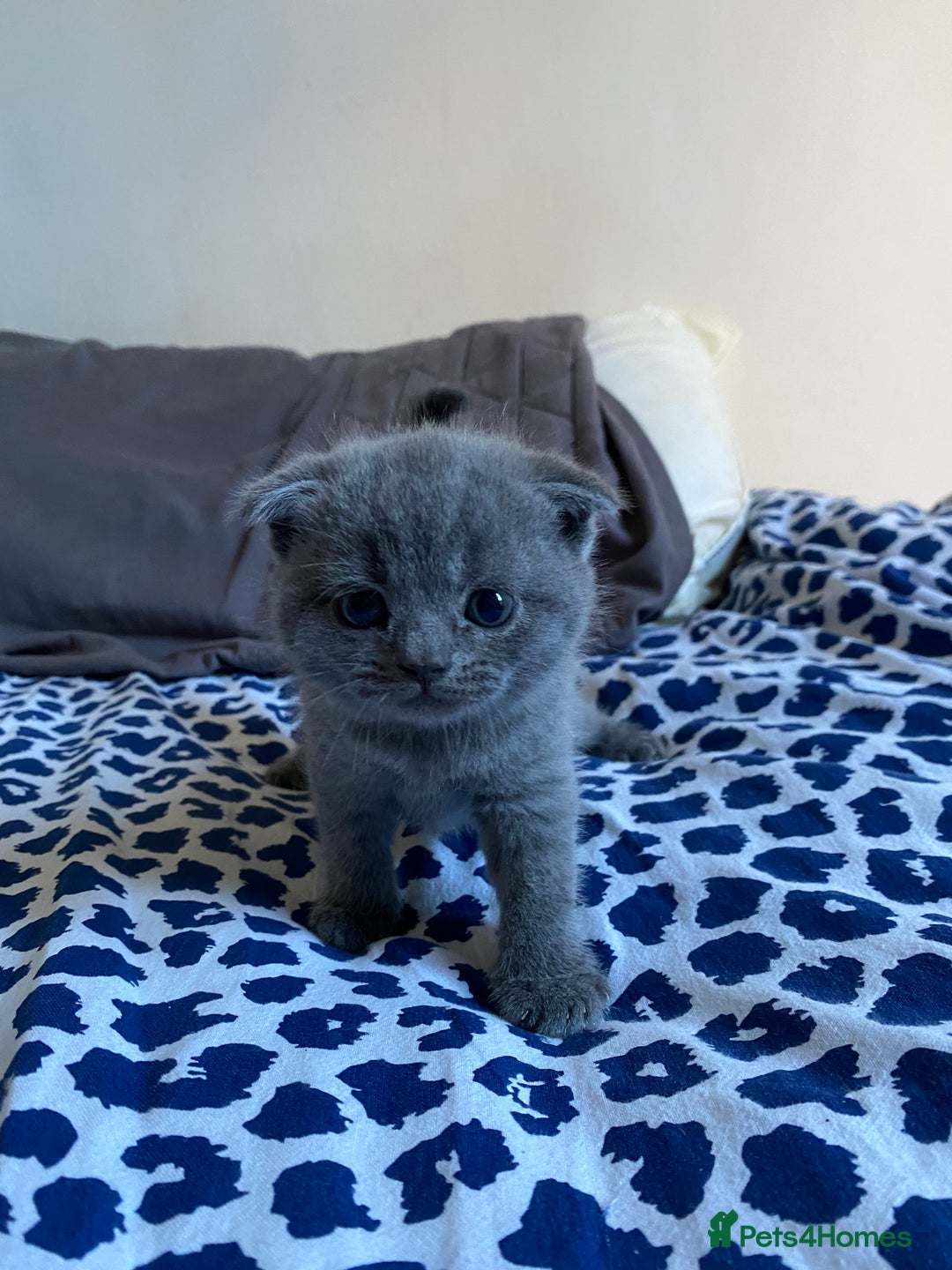 Scottish Fold cats for sale: Scottish Fold kittens for sale 3 Girls 2 Boys  - Advert 17