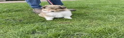 Rough Collie dogs for sale: LOVELY SABLE DOG PUPPY - Advert 4