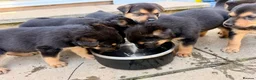 Mixed Breed dogs for sale:  Stunning Rottweiler × German Shepherd Puppies - Advert 21