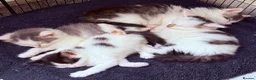 Mixed Breed cats for sale: Beautiful fluffy kittens  - Advert 7