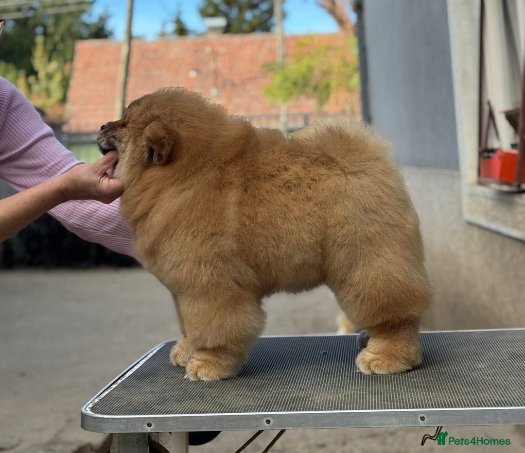 Chow Chow dogs for sale: Kc Registered Chow Chow Pup - Advert 11