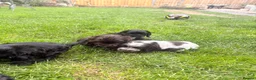 Cocker Spaniel dogs for sale: Show type cocker pups - Advert 10