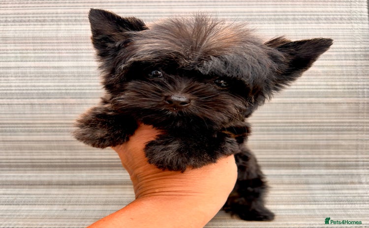 Yorkshire Terrier dogs - Advert 1