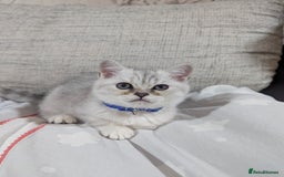 Scottish Fold cats for sale: Scottish straight boys - Image 4