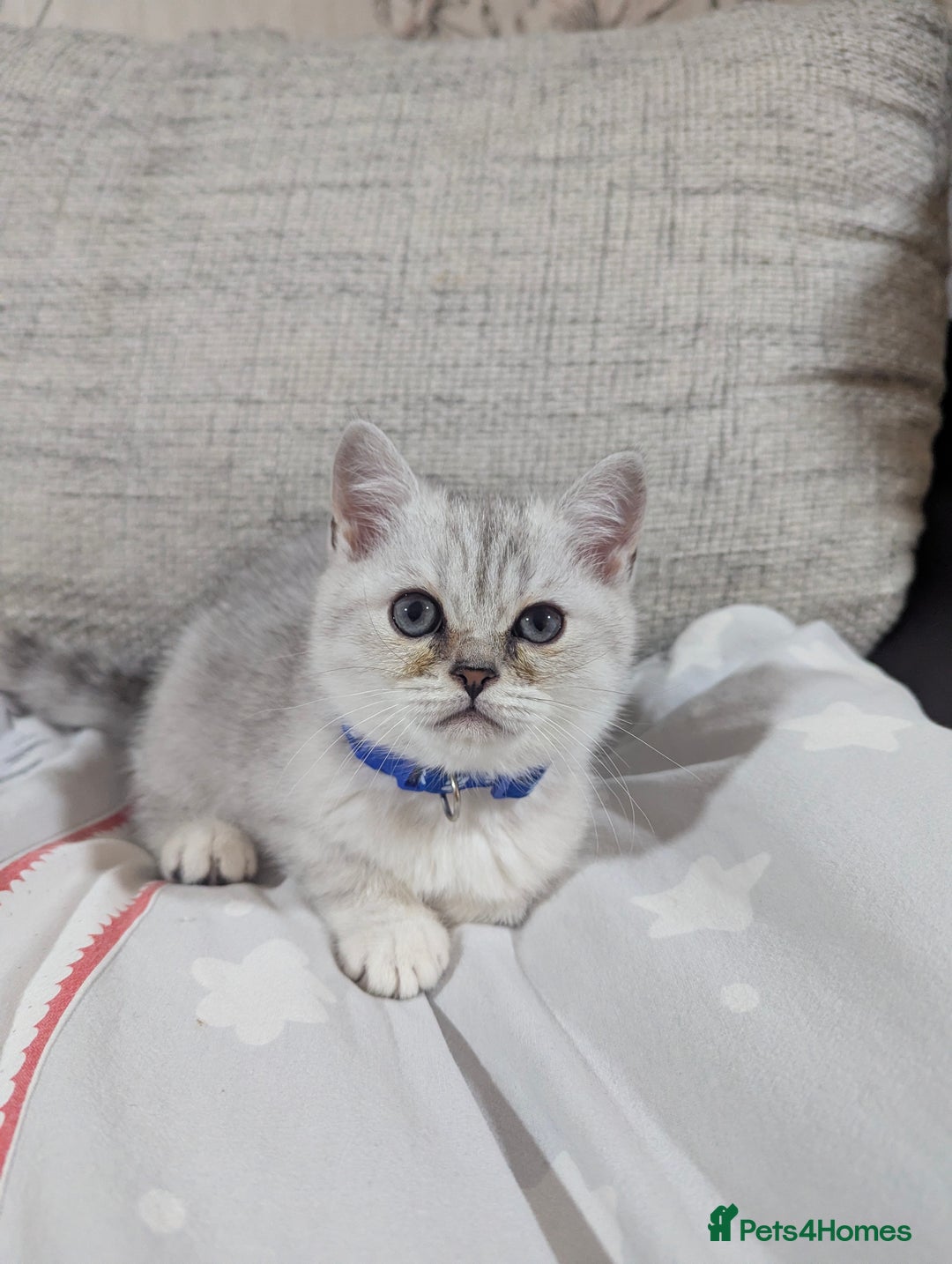 Scottish Fold cats for sale: Scottish straight boys - Image 4