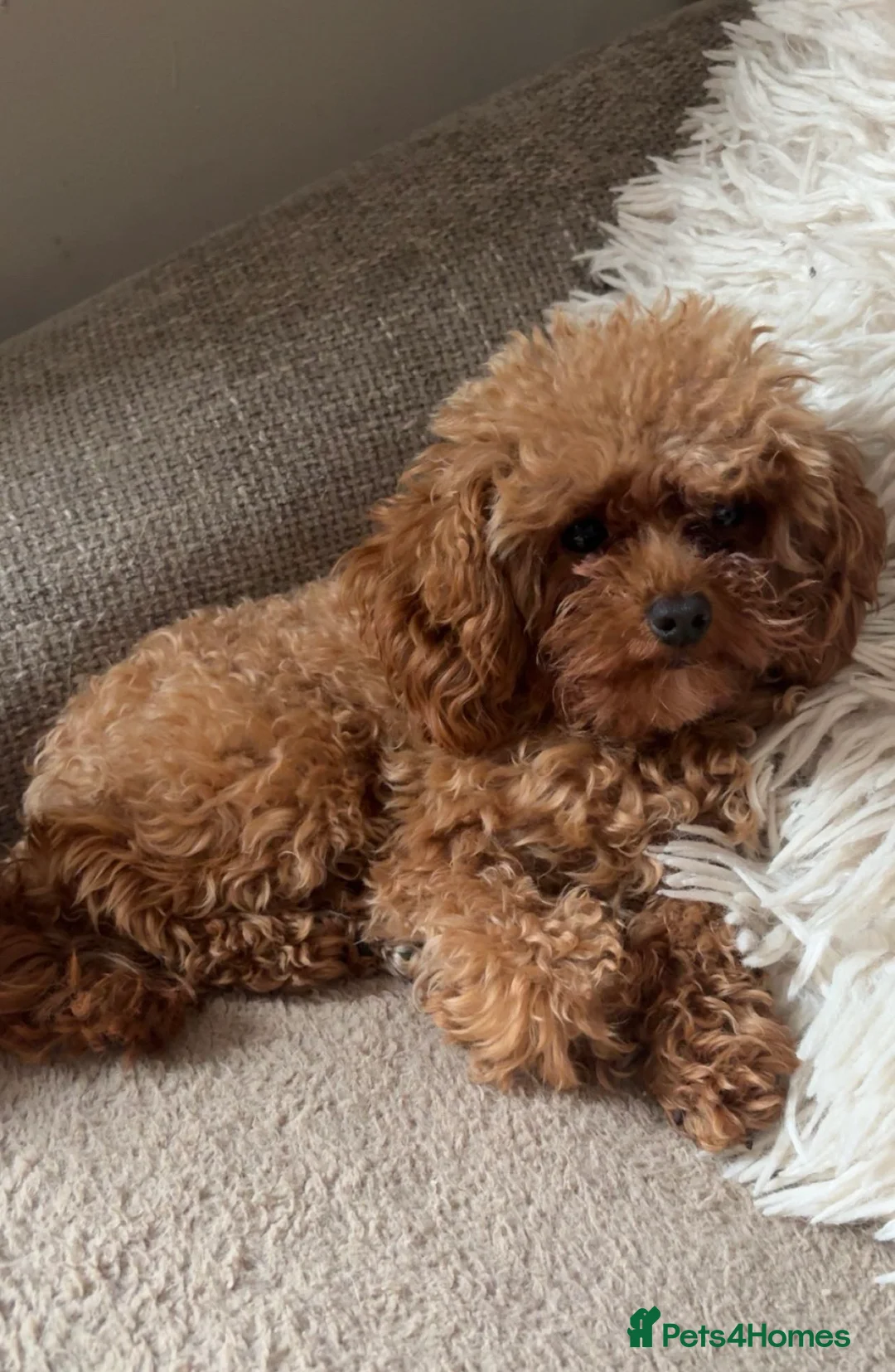 Cavapoo dogs for sale: Stunning exceptionally small fox red boy Cavapoos - Advert 2